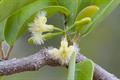 Ximenia americana